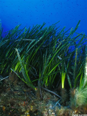 Posidonia oceanica